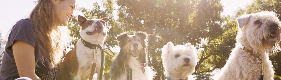 Dog Walker at the Park
