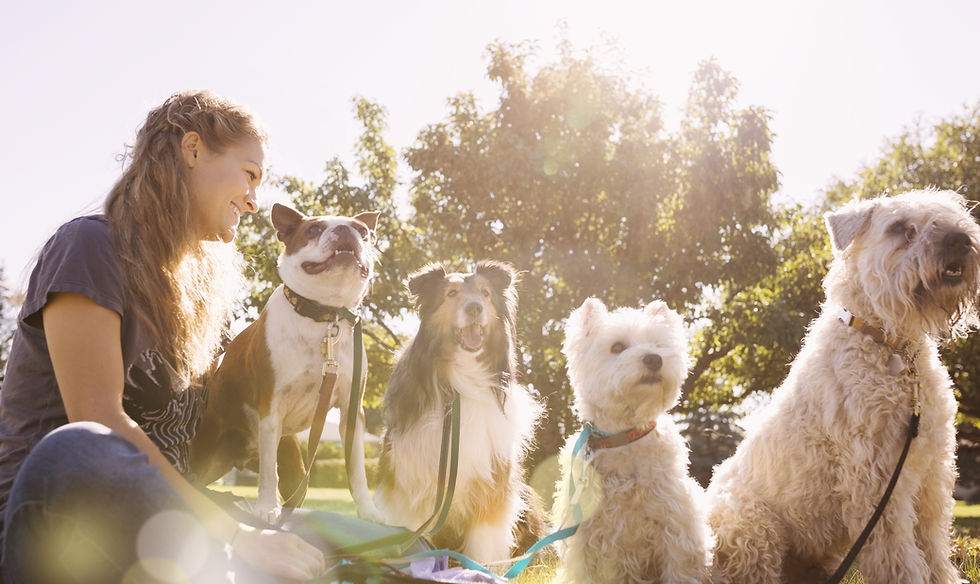 Woman with Dogs