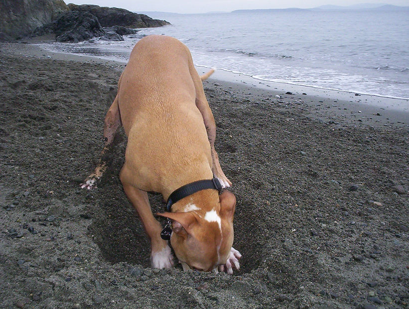 Zeus,_Digging_For_China.jpg