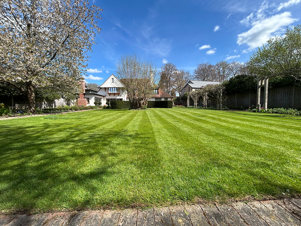 Mowing lines leading up to the Corylus