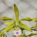 Encyclia Ceratiste Isla Venado Gardens