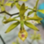 Orquidea Encyclia Ceratiste en isla Venado Gardens