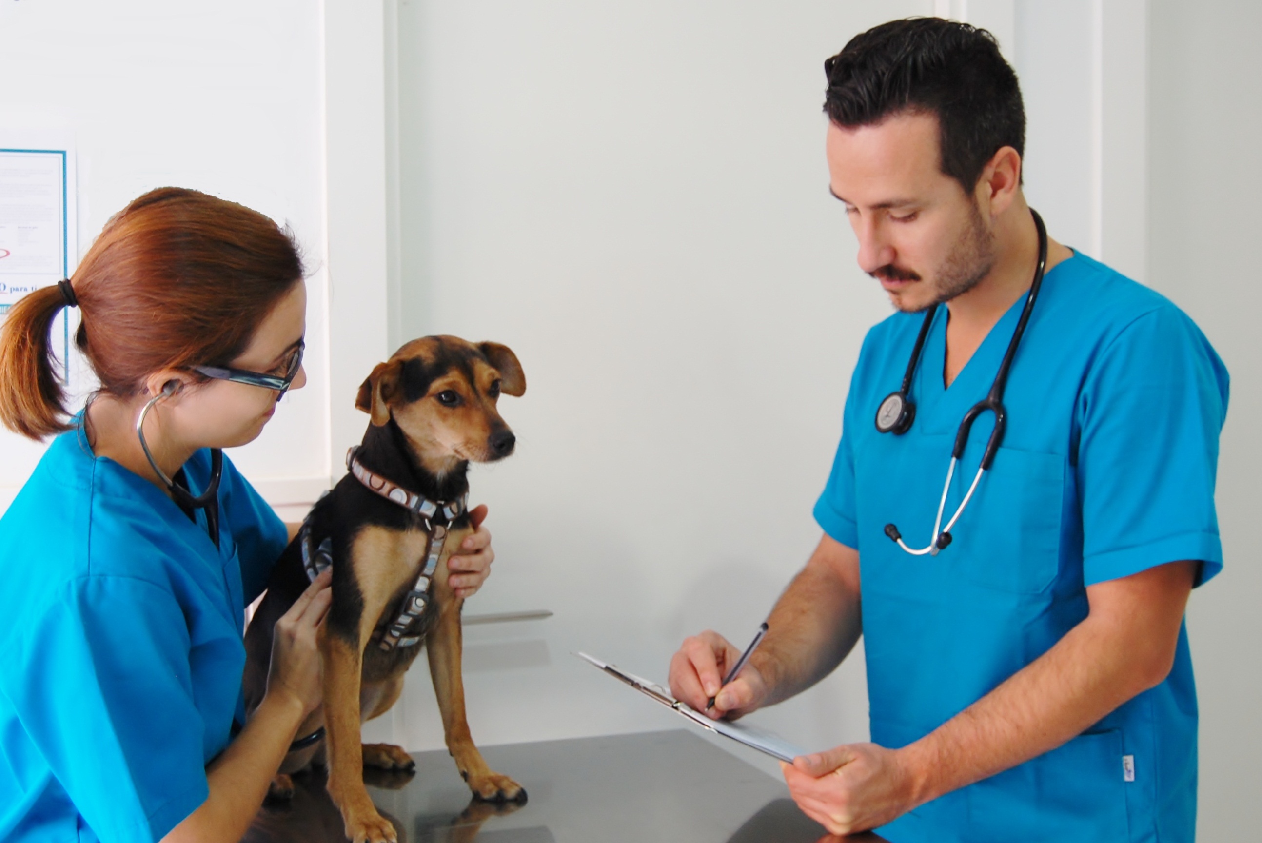 Resultado de imagen para veterinario