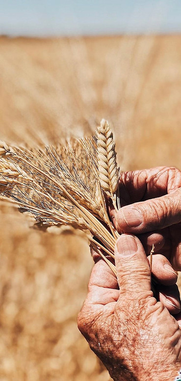 A breathtaking view of a wheat field with Mediterra Bakery's organic farmer Noah Hiscox holding a bunch of harvested wheat stalks, showcasing the beauty and bounty of sustainable agriculture.