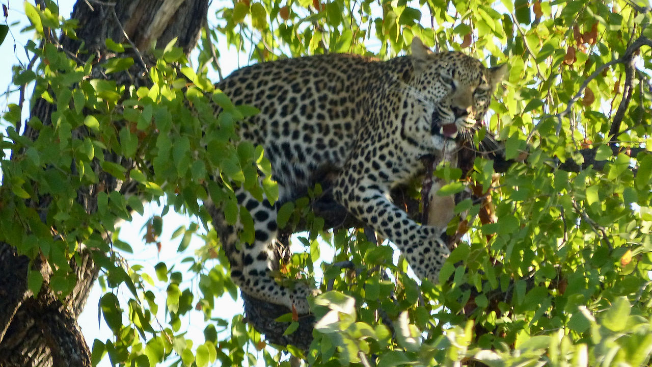 Leopard in a Tree Botswana (1).JPEG