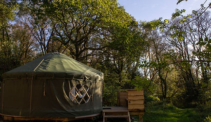 oak tree yurt in the woods