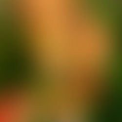 Sigma 70-300 f4.5/5.6 DL Macro zoom