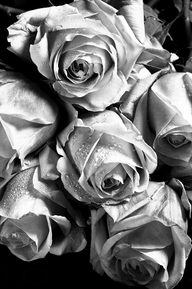 Roses: Morning Cuttings