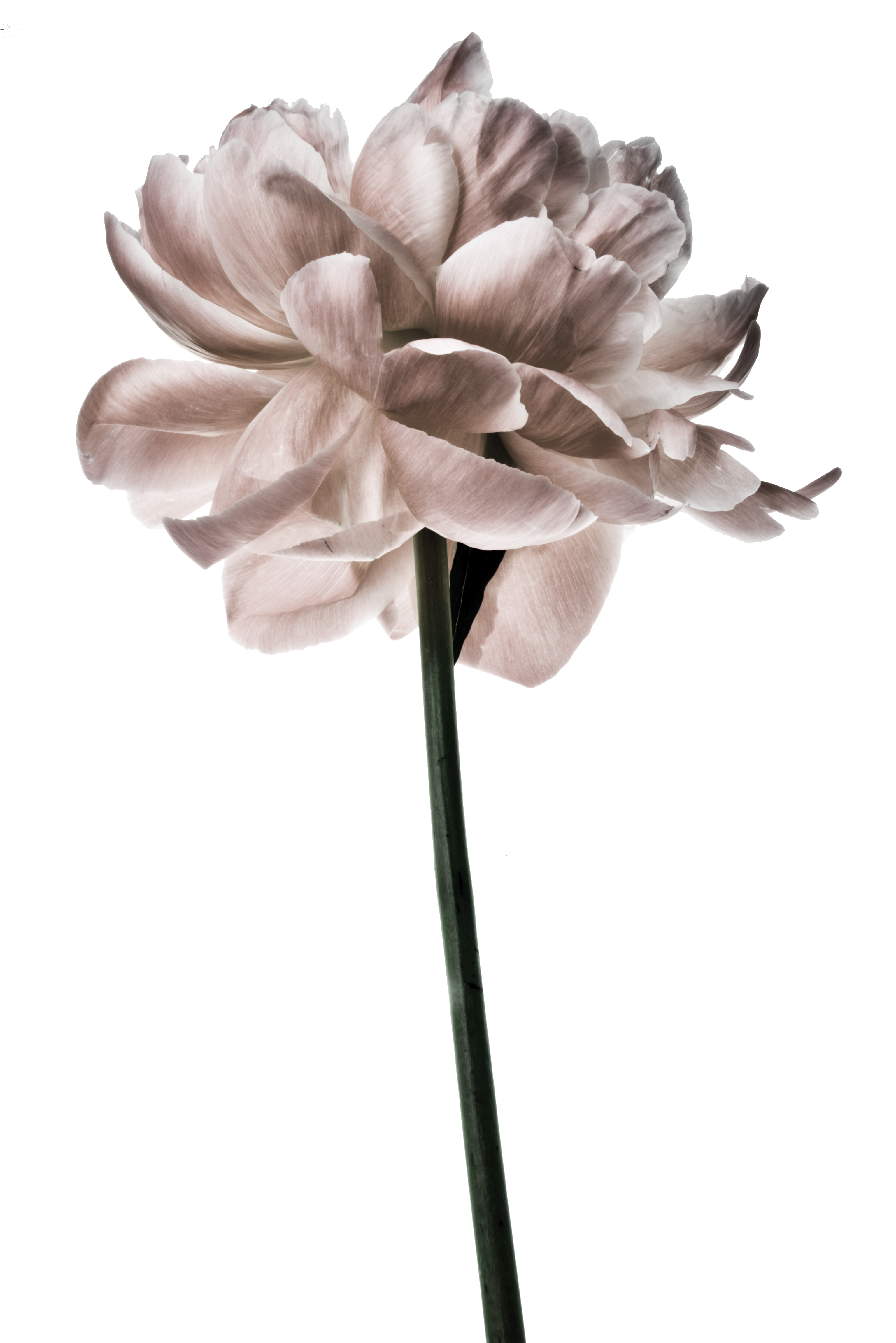 Beauty In Decay: Peony-Faded Beauty