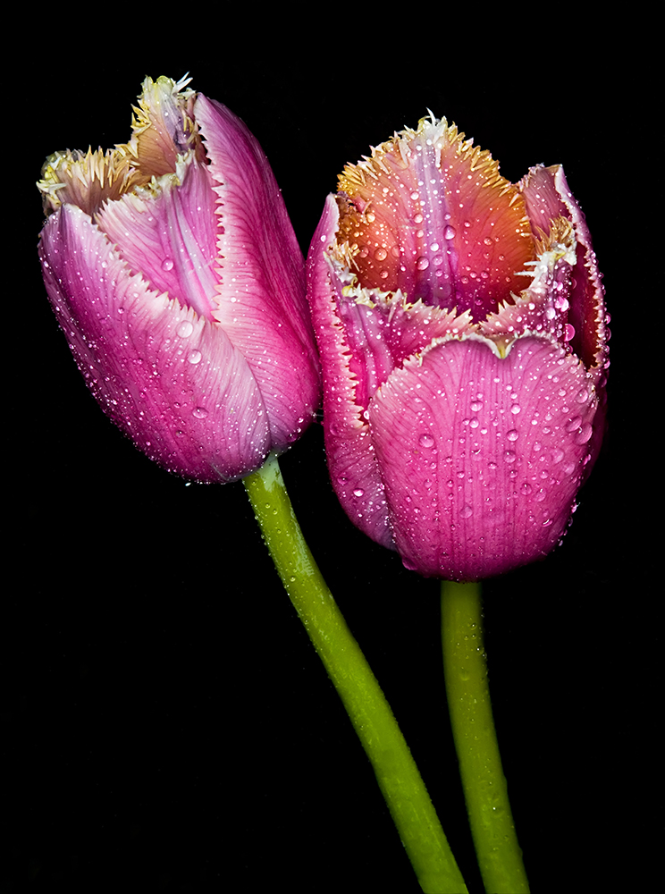 Two Tulips