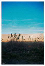 Suffolk summertime in the fields