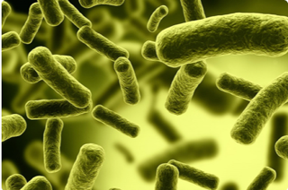 Nut lezing - Prof.Dr.Rinse Weersma: Het Microbioom: de rolvan darmbacteriën bij ziekte en gezondheid.