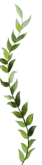 Ivy Background 03 Transparent_edited.png