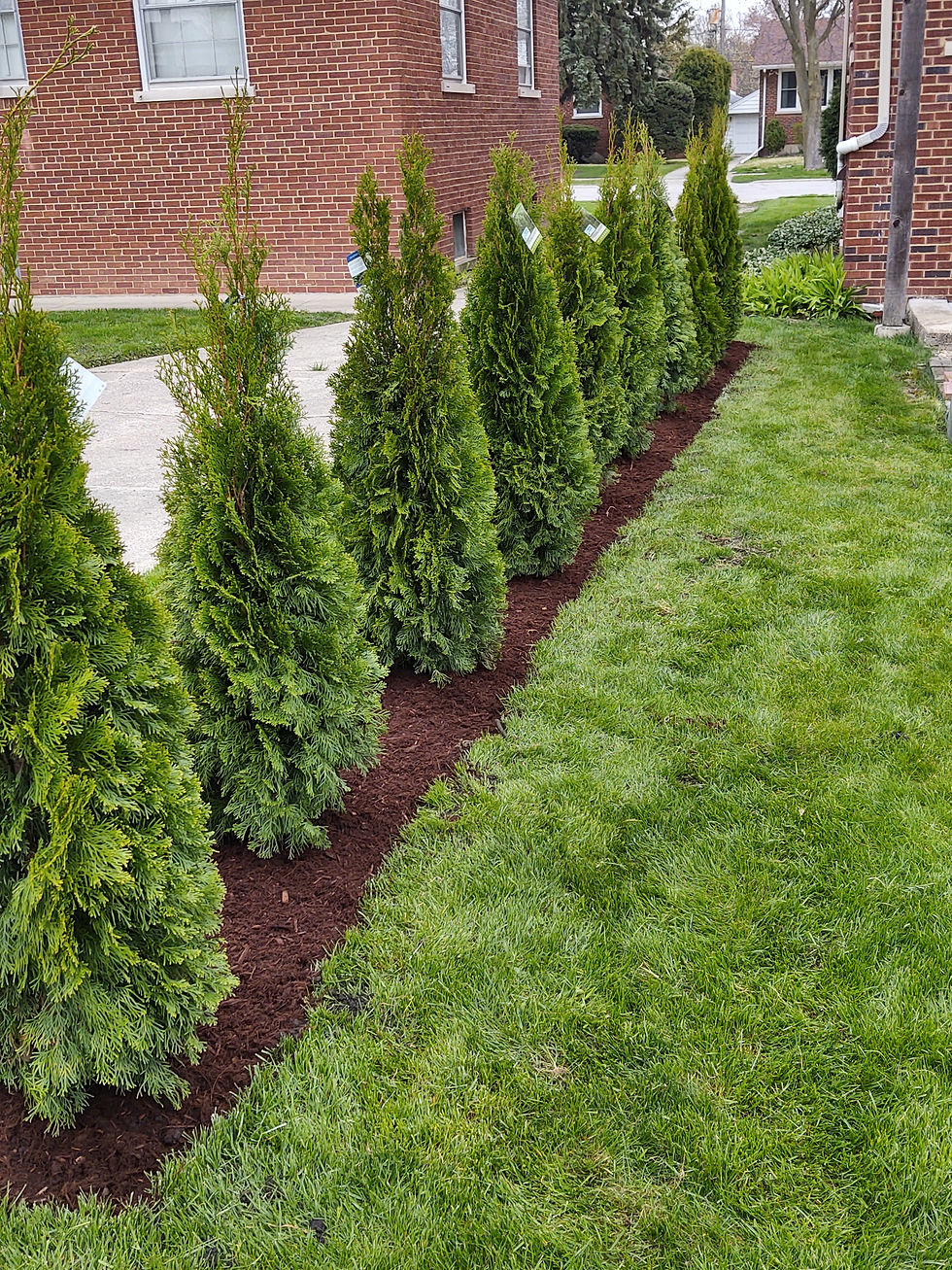 New Mulch and Arborvitaes