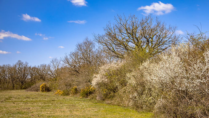 Gestion durable de la haie bocagère au service de sa ferme (25 novembre et 9 décembre)