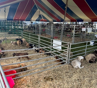 All American Petting Zoo.jpg