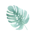 Les feuilles tropicales 4
