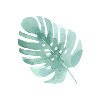 Green Monstera Leaf