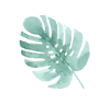 Les feuilles tropicales 4