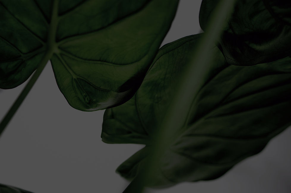 Green Leaves_edited.jpg