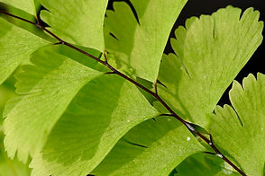 DSCF7900.jpg