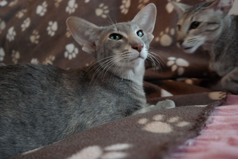 Blue moon Fontanelle