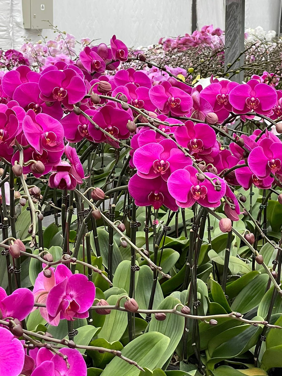 縮圖：[ Pre-Order ] 台灣蝴蝶蘭 -  預訂參考