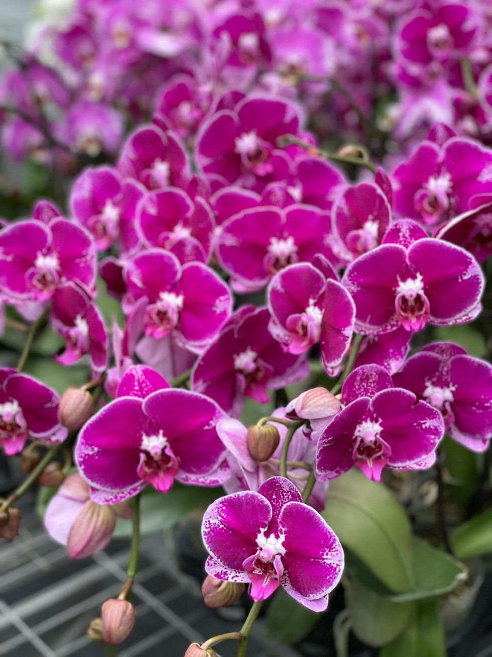 縮圖：[ Pre-Order ] 台灣蝴蝶蘭 -  預訂參考