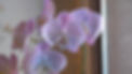 orchid.jpeg