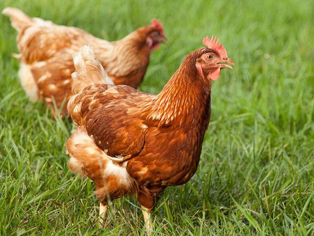 My father, International Harvester and Kosher Chickens