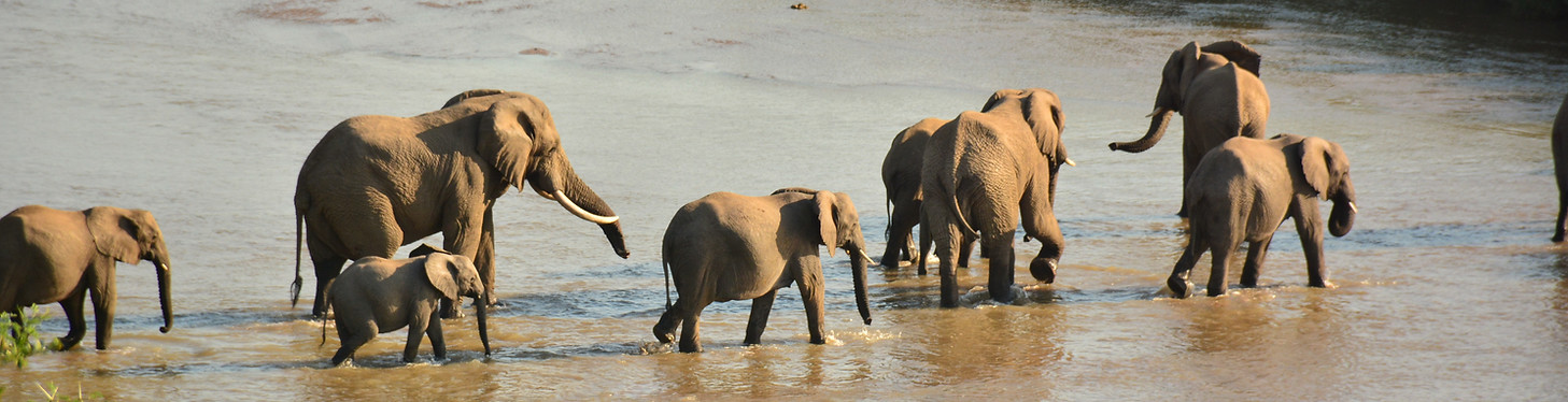 Zululand elephants