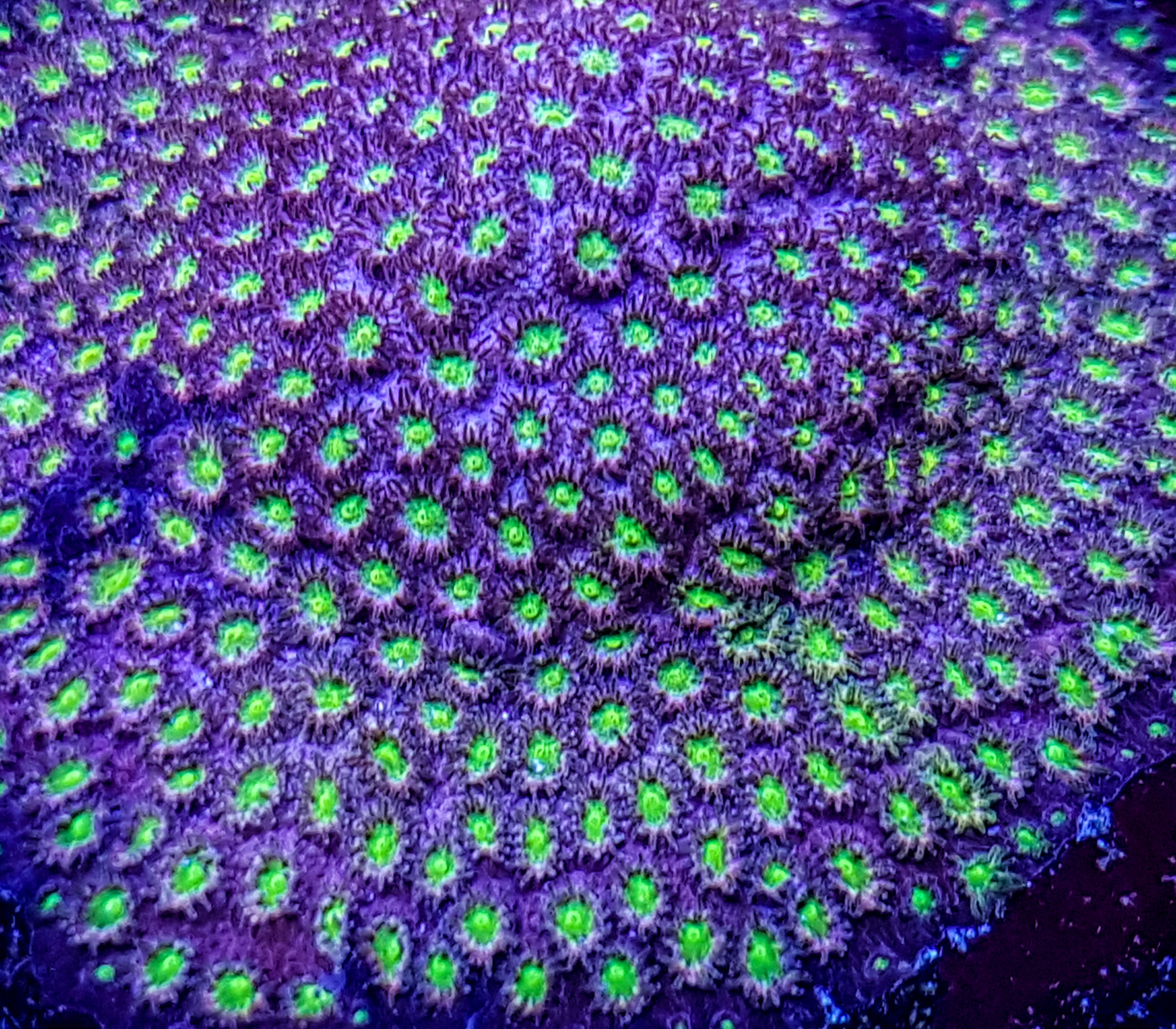 CB Bling Bling Cyphastrea