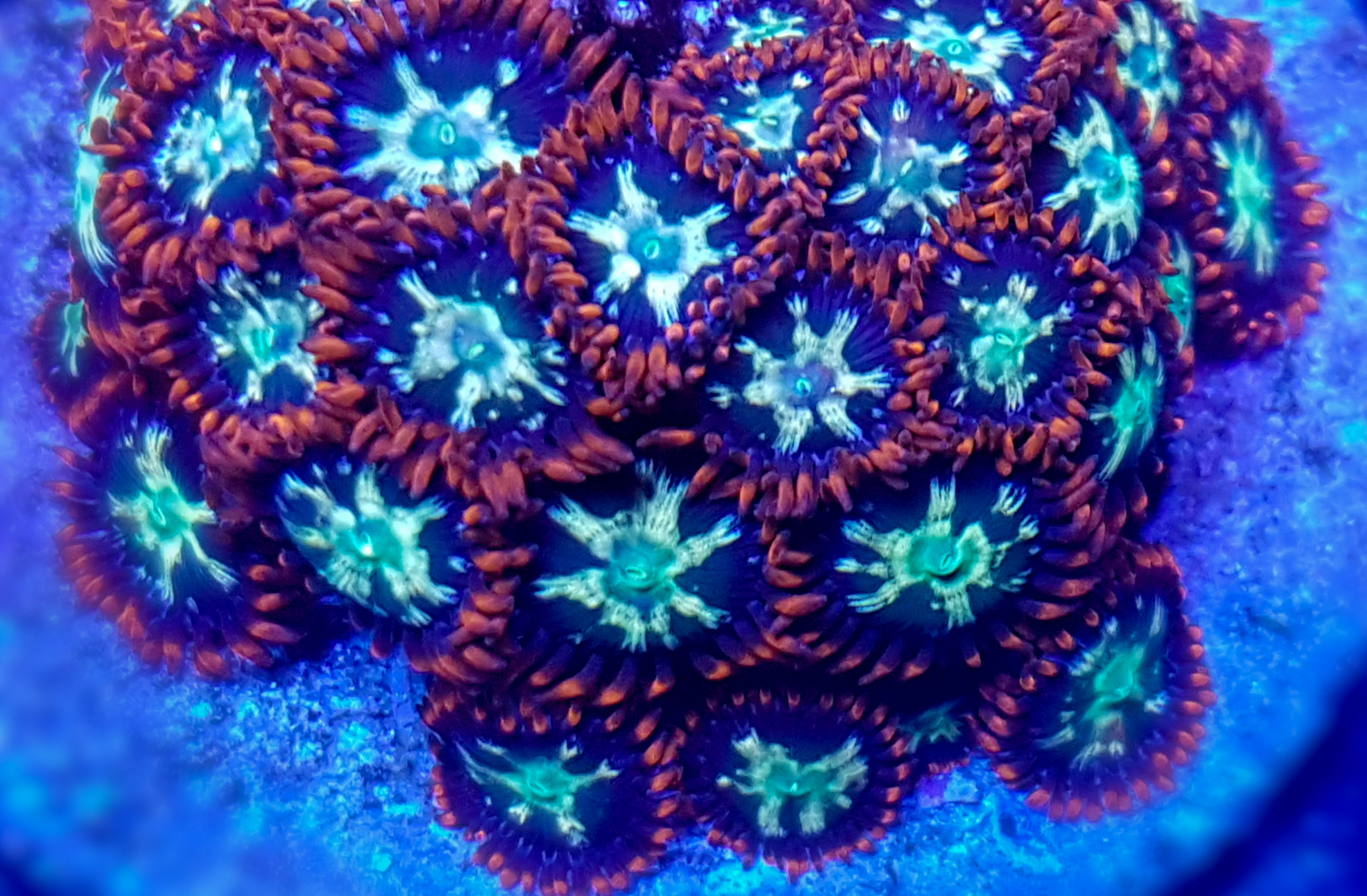 JF Tiger Zoas (4-6 Polyps)