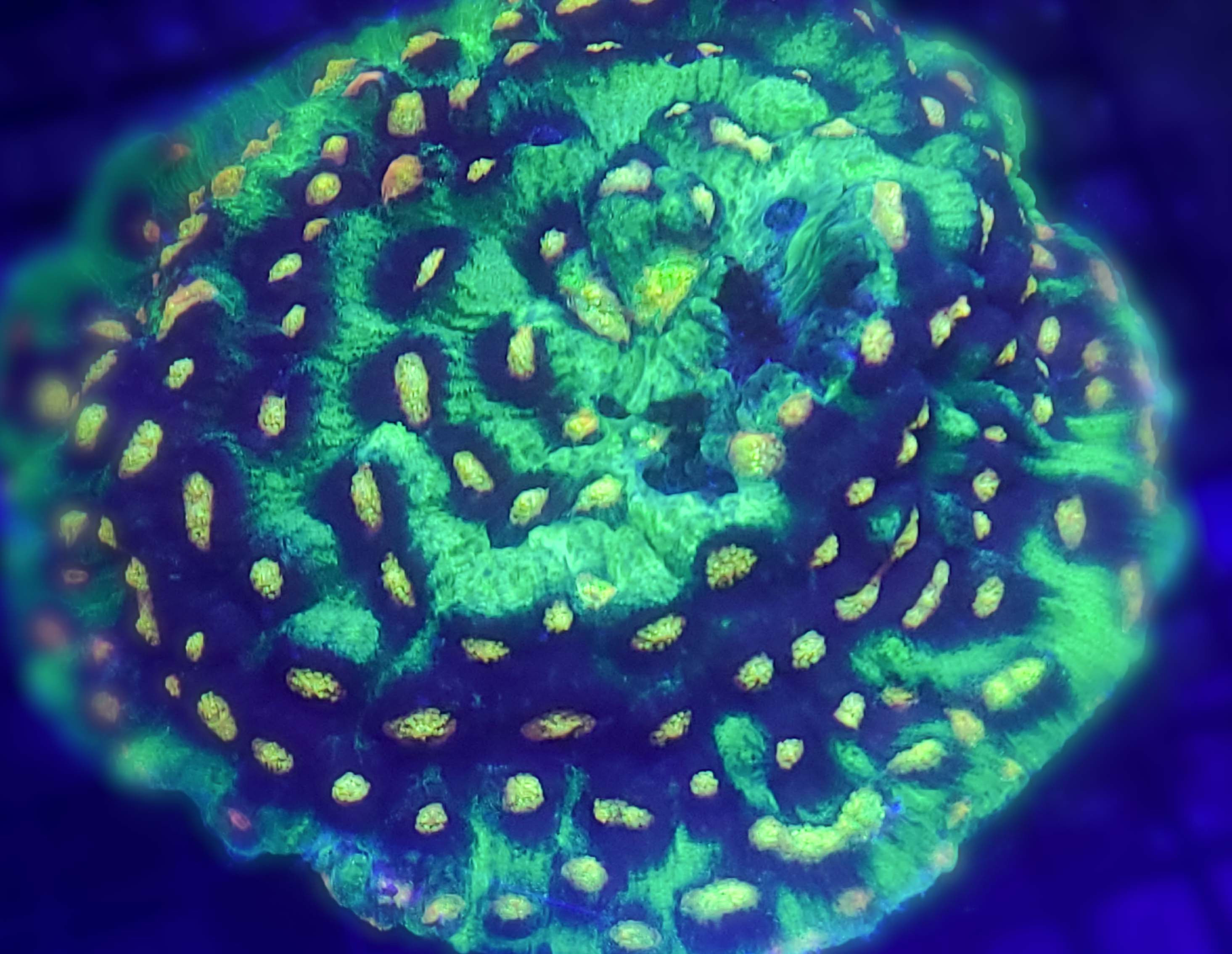 Raja Rampage Chalice