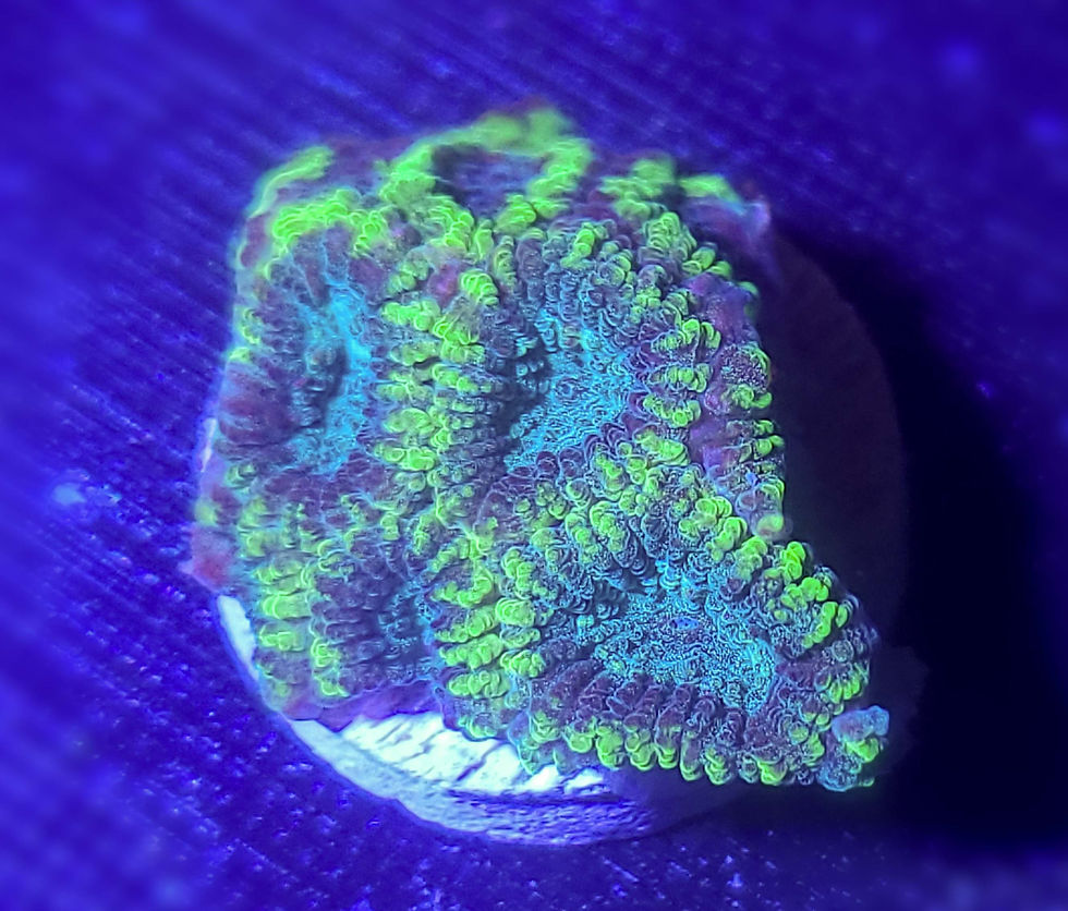 Thumbnail: Arctic Frost Favia