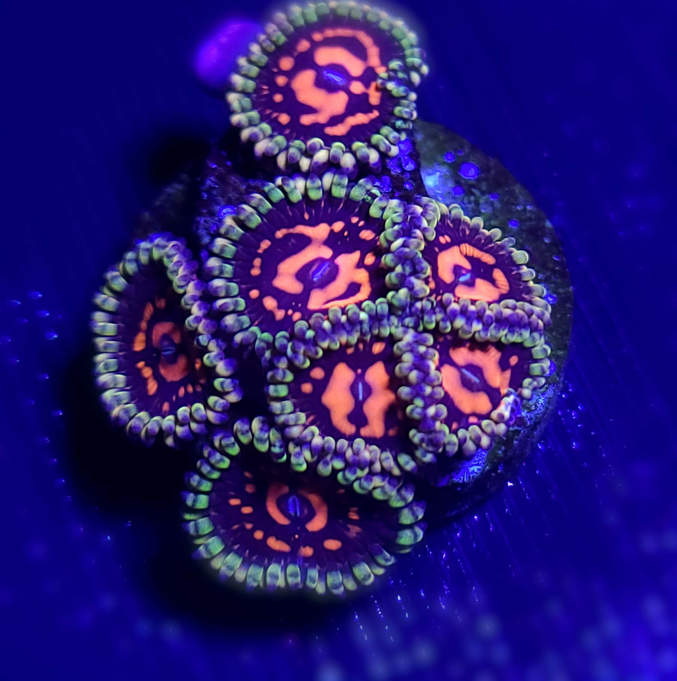 Sticker Shock Zoa (Per Polyp)