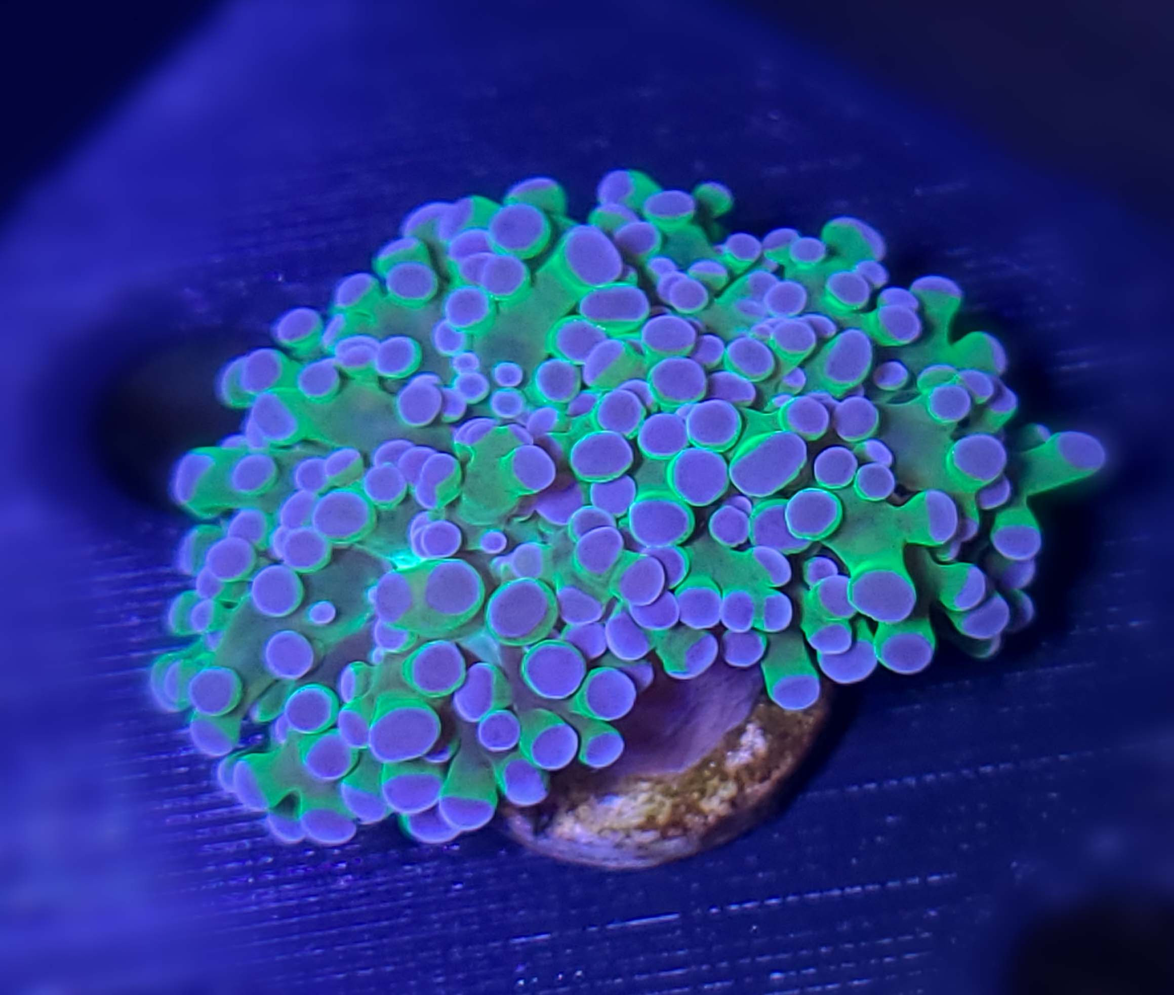 Pink Tip Frogspawn