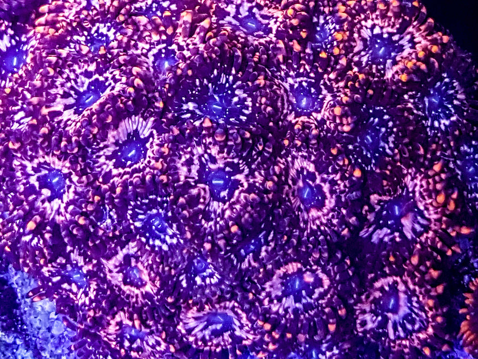 Thumbnail: Utter Chaos (1-2 Polyps)