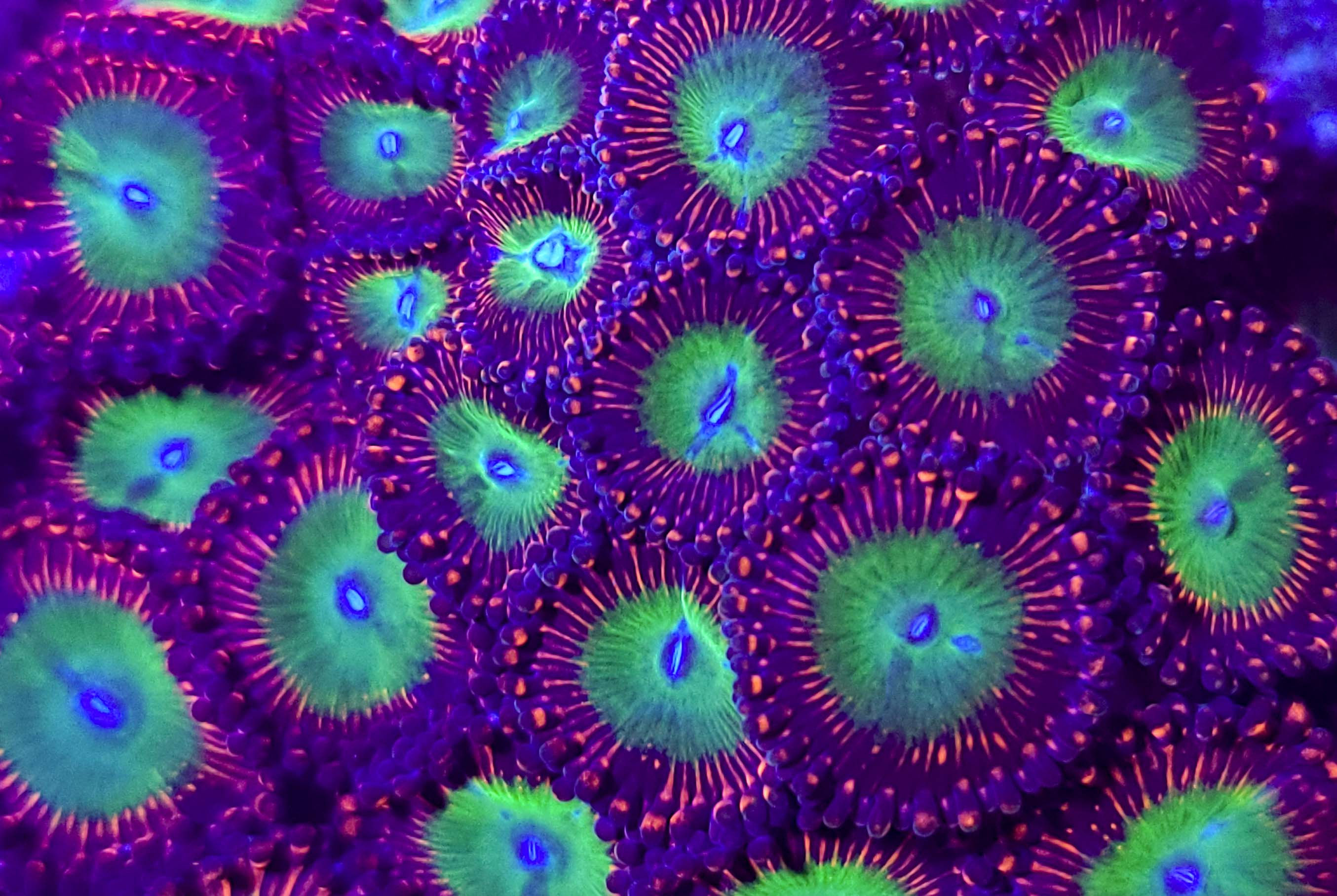 Candy Apple Red zoas (3-4 Polyps)
