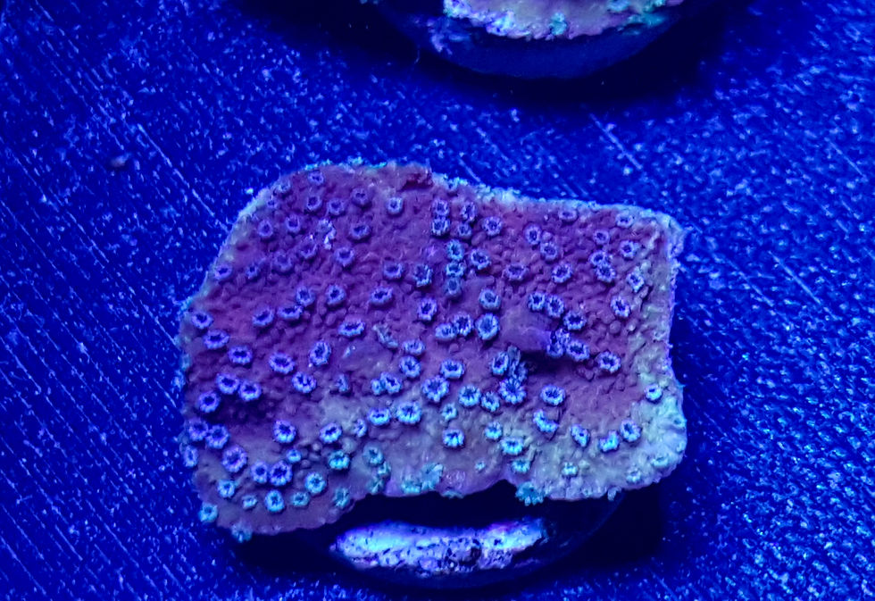 Thumbnail: Galaxy Montipora