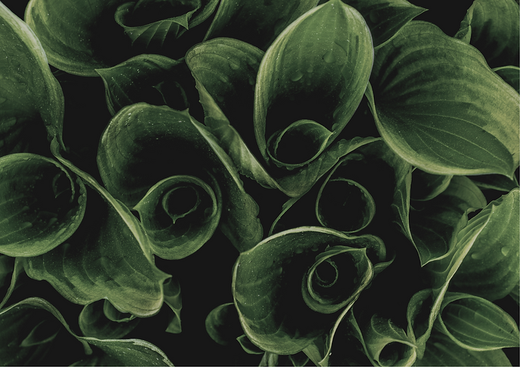 The Timpton D Spa.png