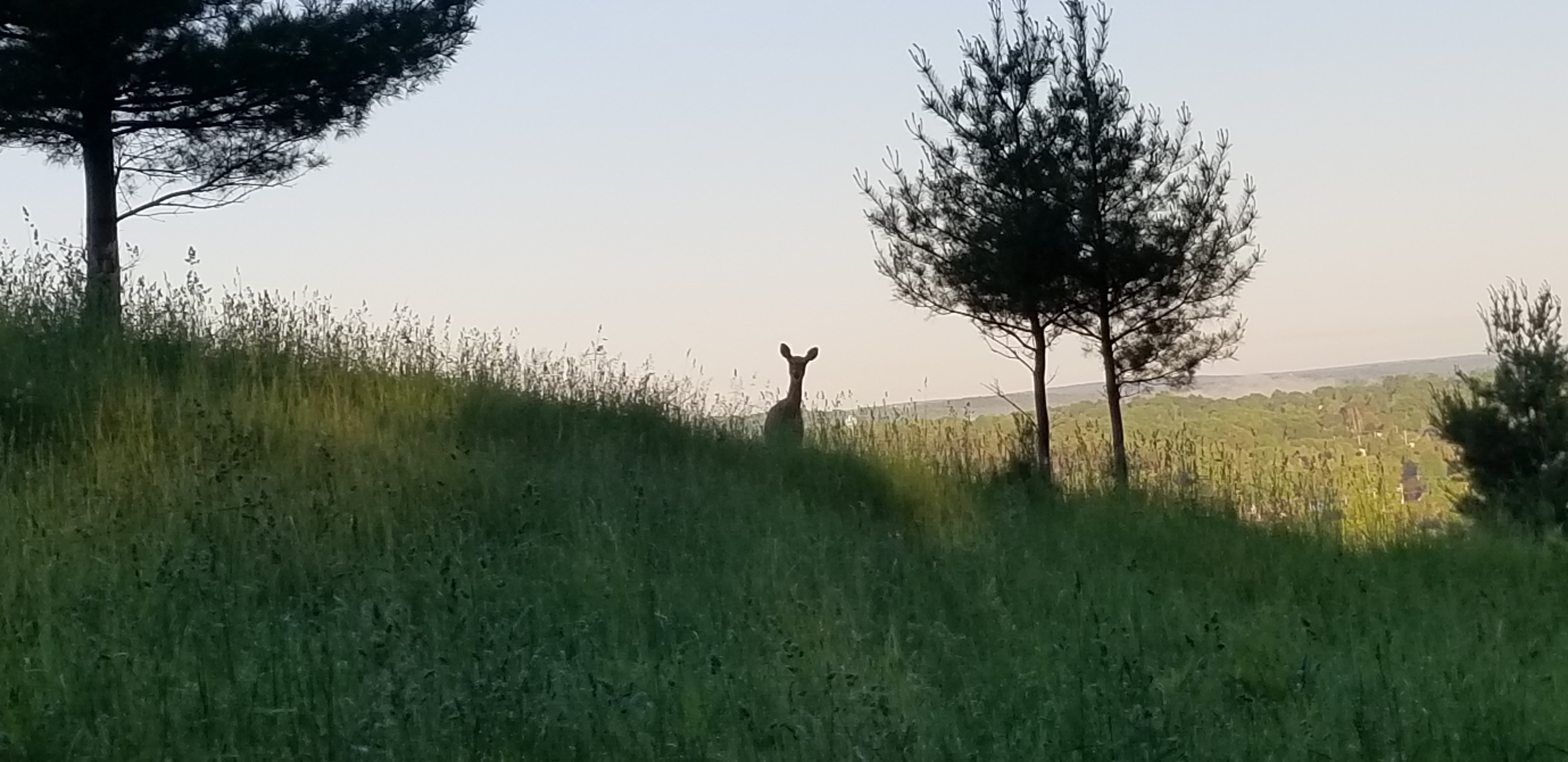 Whatcha doin?