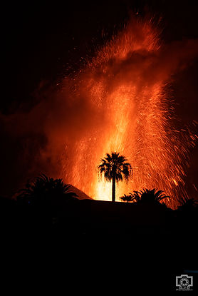 palmera.jpg