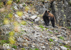 oso