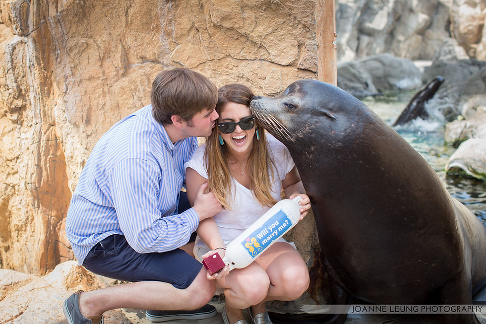 Long Beach Sea Lion Experience Proposal Photography Heart Bandits
