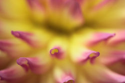 Close-up of Cabana Banana Dahila