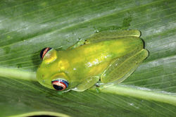 Ankafana Bright-eyed Frog