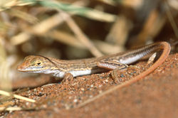 Shovel-snouted Lizard