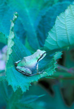 Pacific Treefrog on Leaf