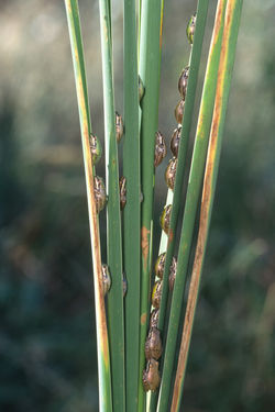 Pacific Treefrogs in Marsh Reeds